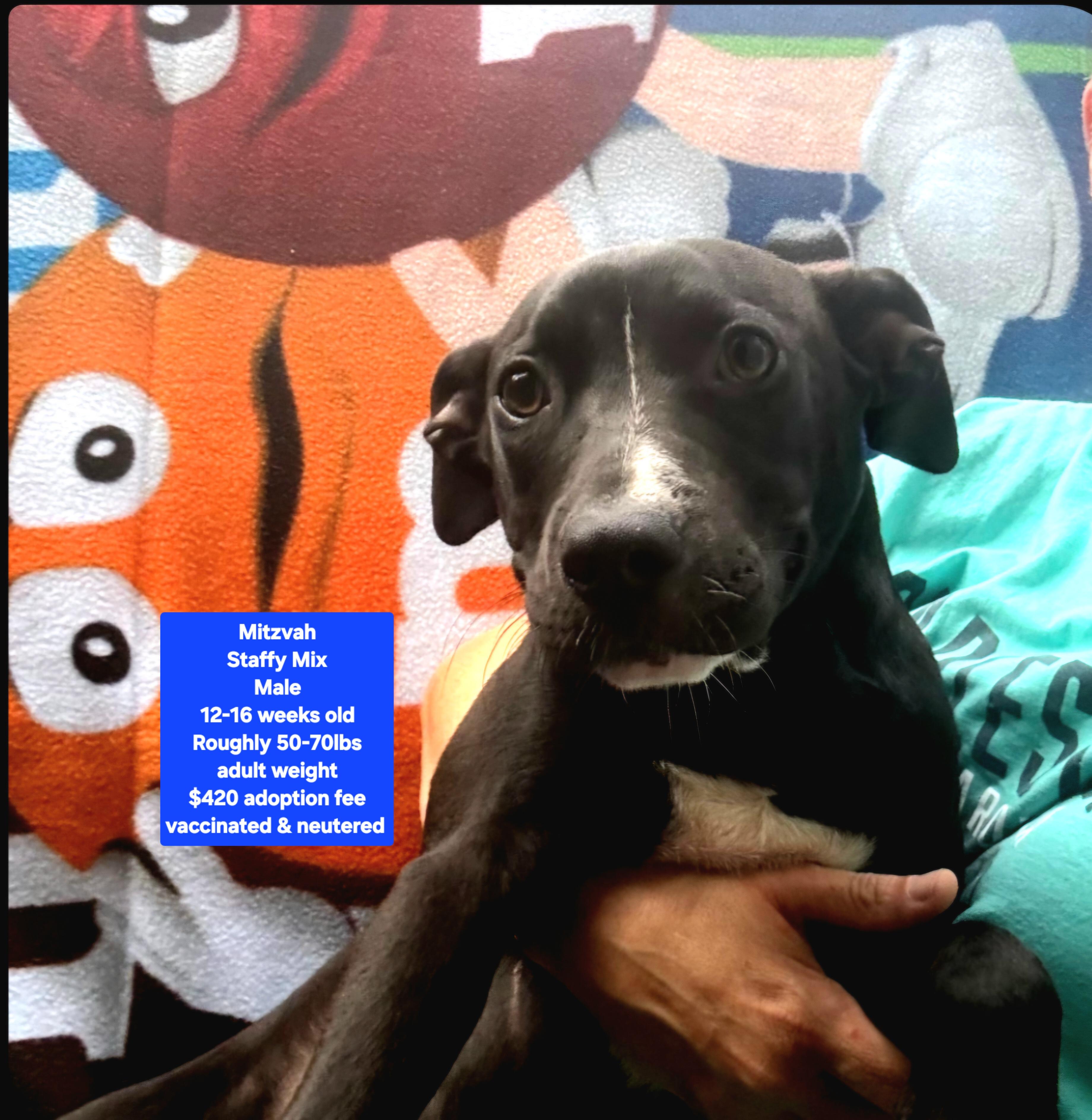 Enlarge Mitzvah, a ADOPTABLE mixed breed in Oviedo, FL image 1/1