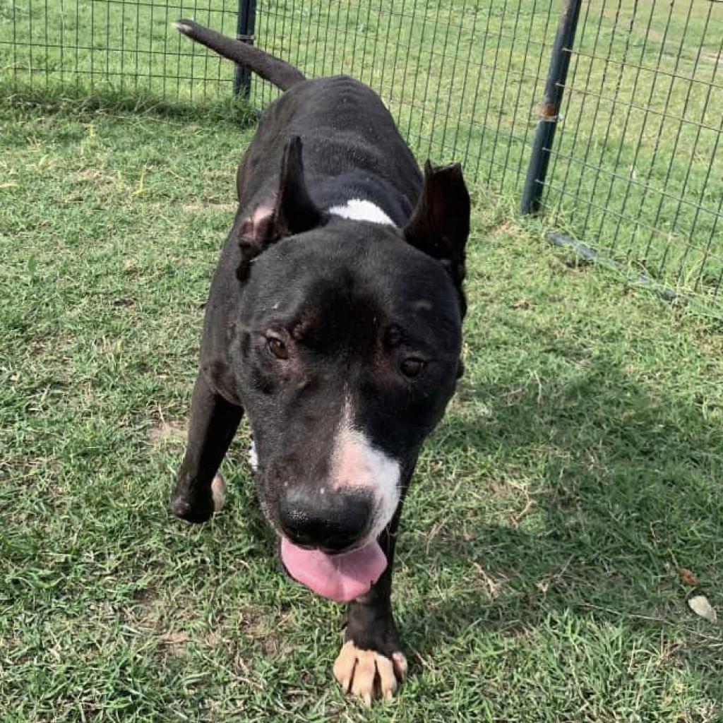 Jack, Adoptable, Adult Male Pit Bull Terrier.