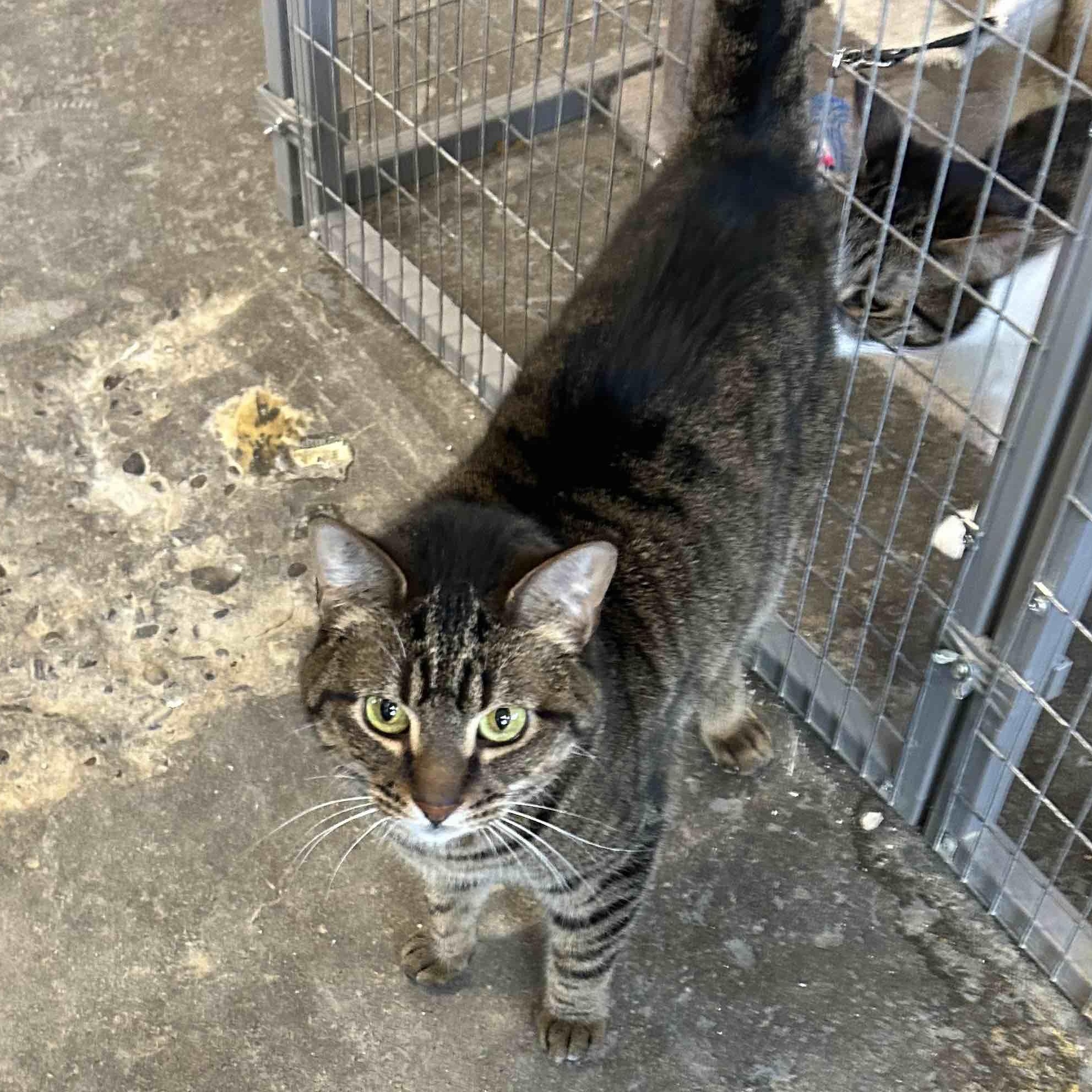Remy, Adoptable, Adult Male Domestic Short Hair.