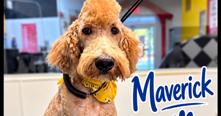 Maverick, Adoptable, Puppy Male Goldendoodle.