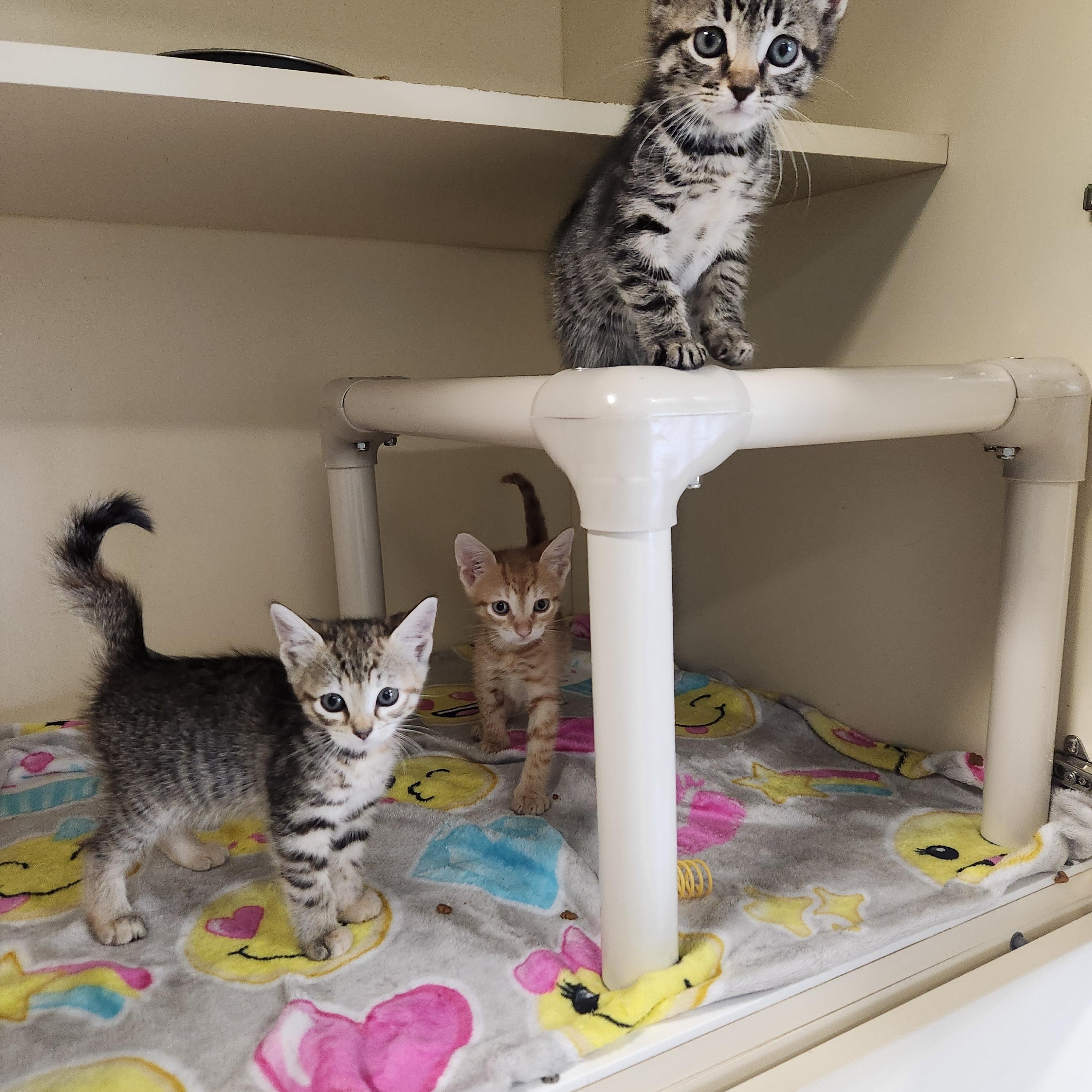 Enlarge Kittens, a Adoptable Domestic Short Hair in Sewaren, NJ image 1/2
