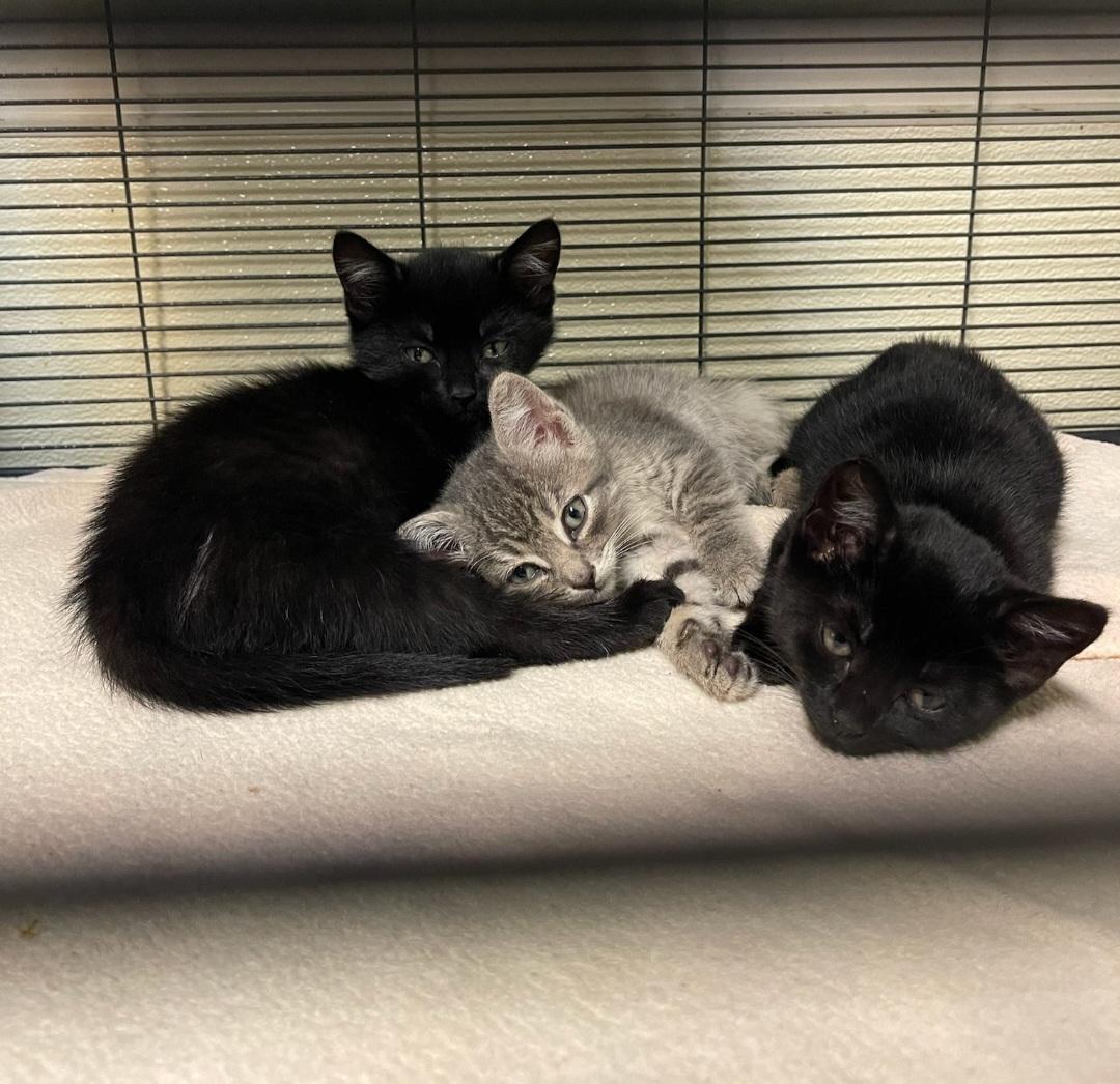 Kittens photo 2