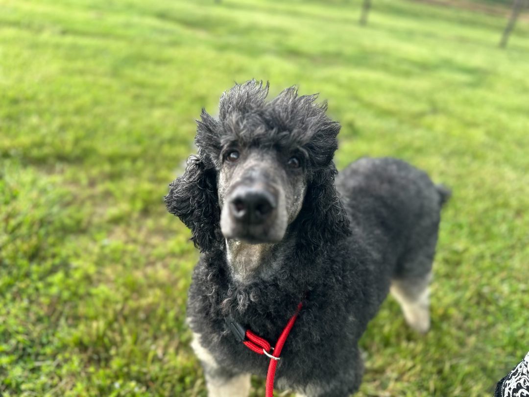 Frankie OH Jan 24 - Meet Me in Ardsley, NY on April 27th, Adult Male Standard Poodle