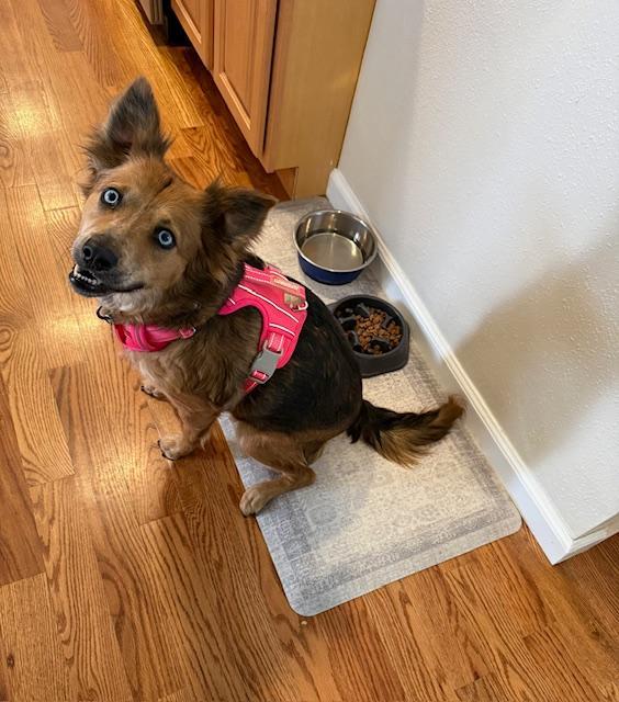 Enlarge Naomi, an adopted mixed breed in Littleton, CO image 2/4