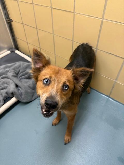 Naomi, Adoptable, Adult Female Shepherd.