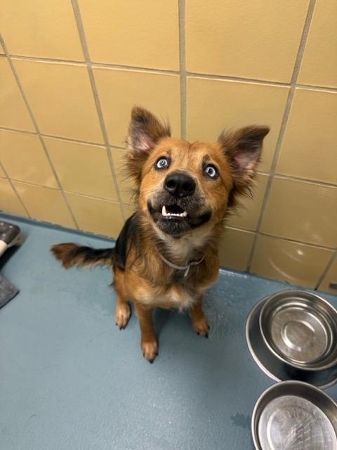 Naomi, a Adoptable mixed breed in Littleton, CO image 2/2