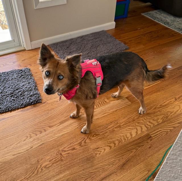 Enlarge Naomi, an adopted mixed breed in Littleton, CO image 1/4