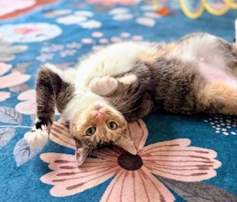 Enlarge Jazzy, a Adoptable mixed breed in San Francisco, CA image 1/6