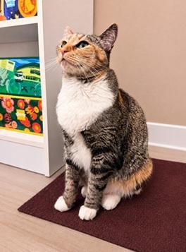 Jazzy, a Adoptable mixed breed in San Francisco, CA image 2/6