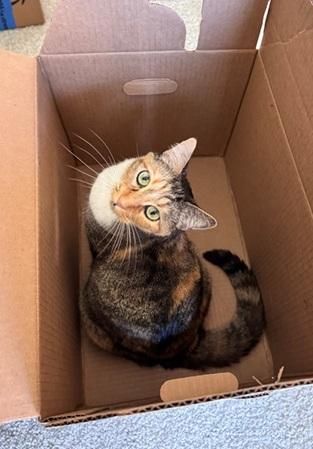 Enlarge Jazzy, a Adoptable mixed breed in San Francisco, CA image 3/6