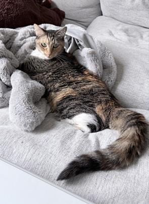 Jazzy, a Adoptable mixed breed in San Francisco, CA image 5/6