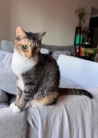 Enlarge Jazzy, a Adoptable mixed breed in San Francisco, CA image 6/6