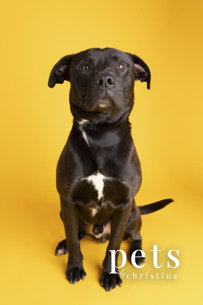 Chance Cain, Adoptable, Adult Male Labrador Retriever.