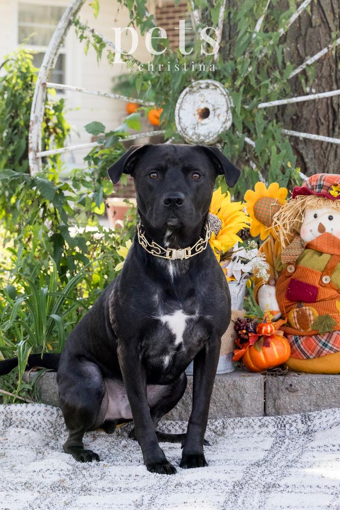 Enlarge Chance Cain, a Adoptable mixed breed in Warrenton, MO image 2/6