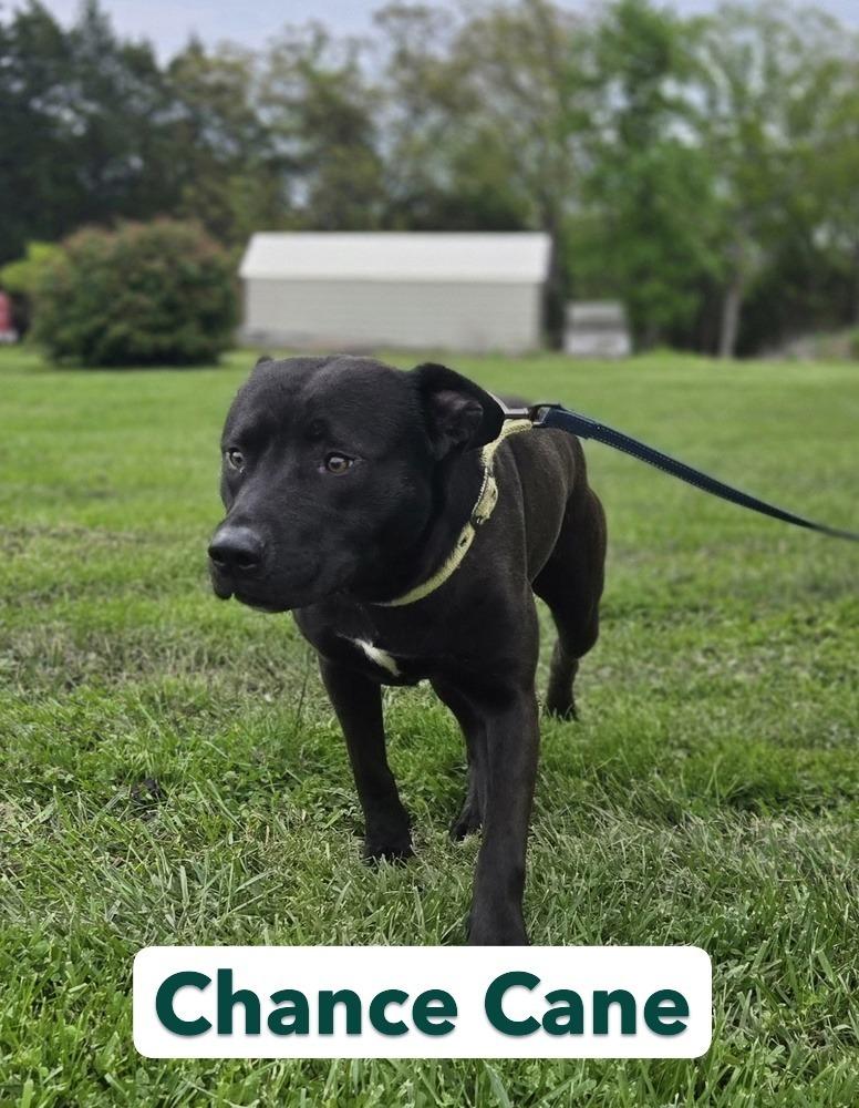 Enlarge Chance Cain, a Adoptable mixed breed in Warrenton, MO image 5/6