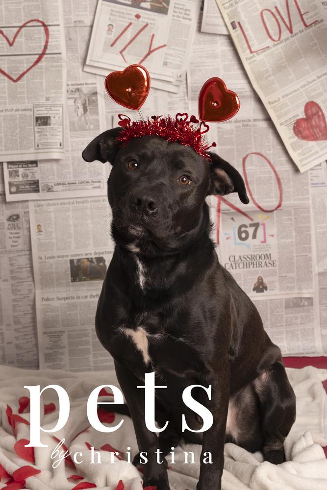 Enlarge Chance Cain, a Adoptable mixed breed in Warrenton, MO image 6/6