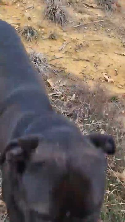 Enlarge Chance Cain, a Adoptable mixed breed in Warrenton, MO video 6/6