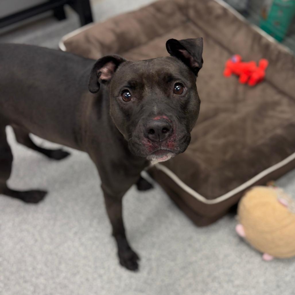 Enlarge Stella, a Adoptable mixed breed in Monticello, IA image 3/6