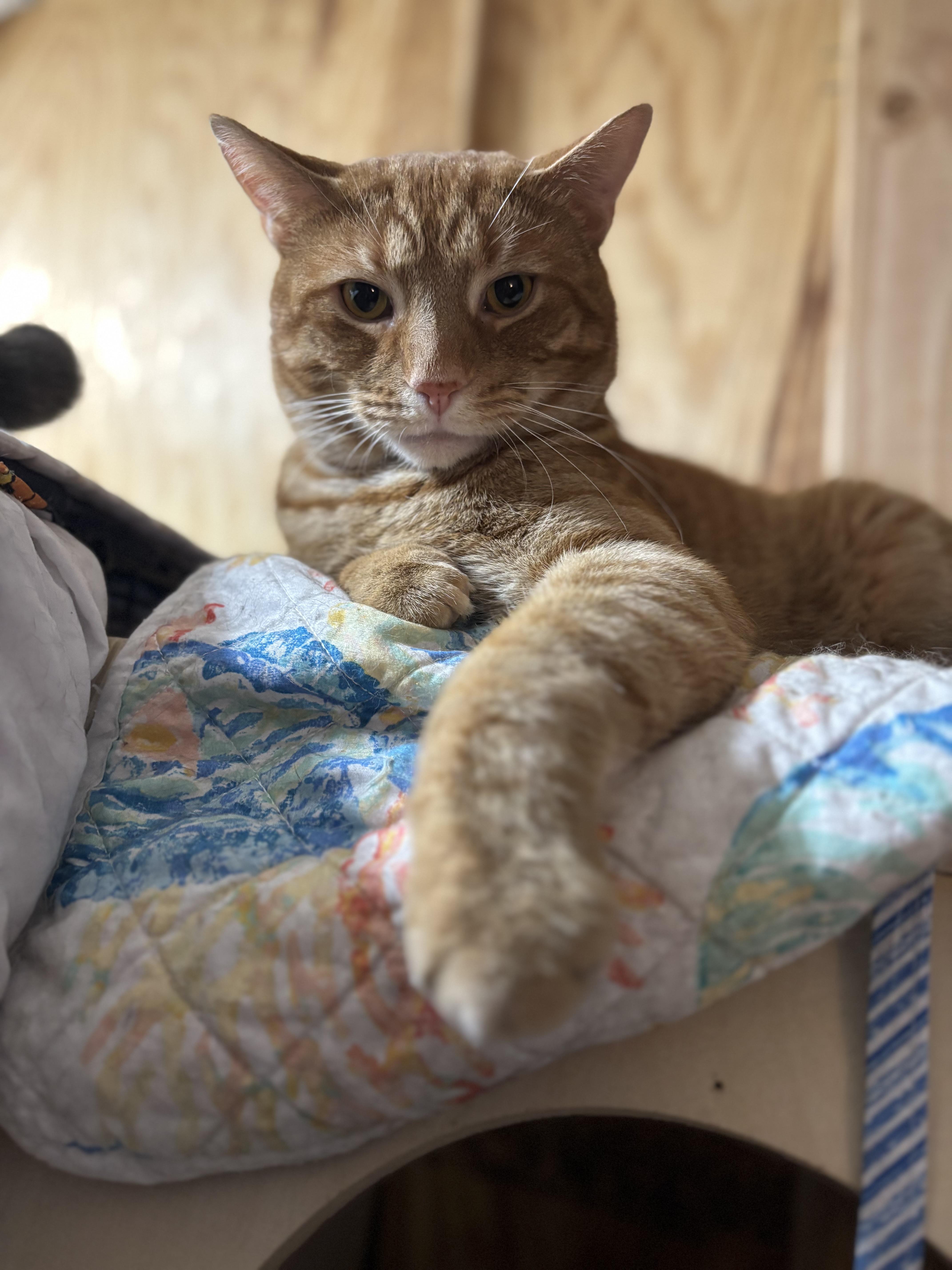 Enlarge Walter, a Adoptable Domestic Short Hair in Pittsburgh, PA image 2/4