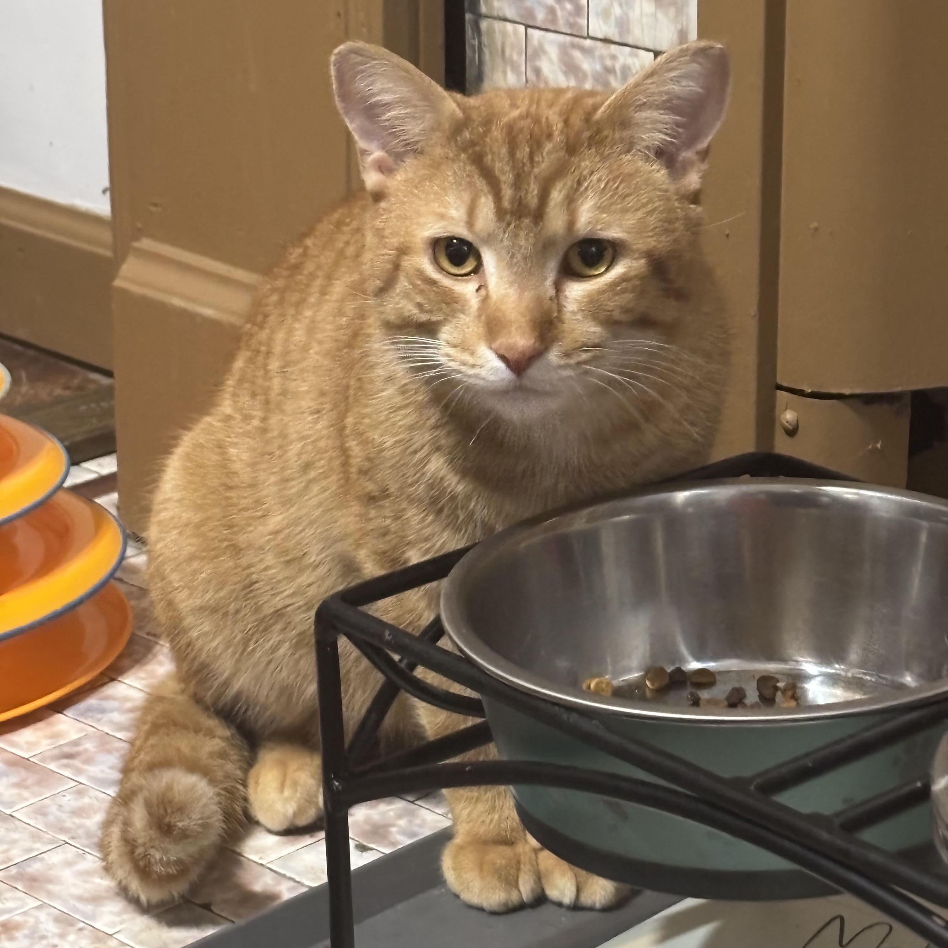 Walter, Adoptable, Adult Male Domestic Short Hair.