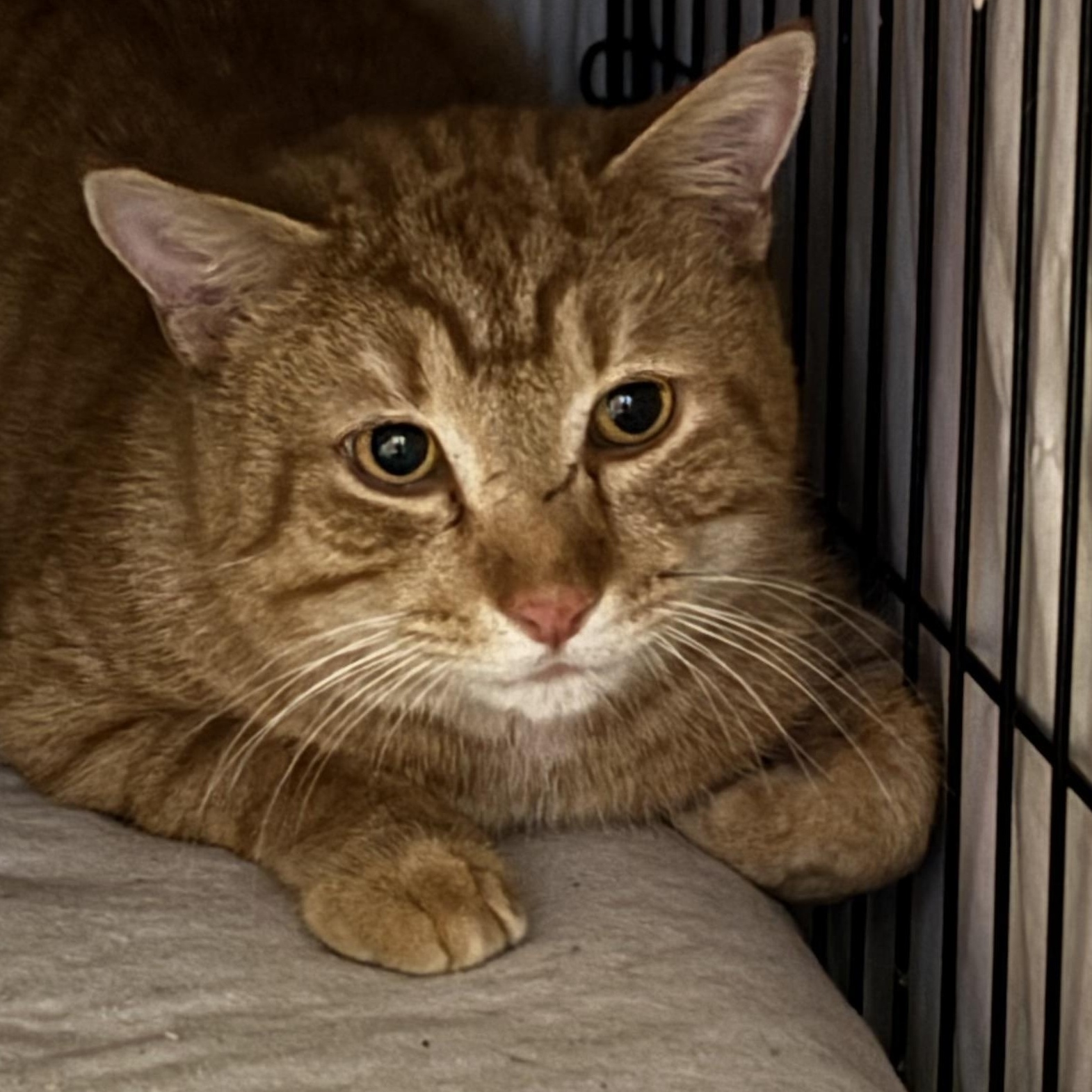 Enlarge Walter, a Adoptable Domestic Short Hair in Pittsburgh, PA image 3/4