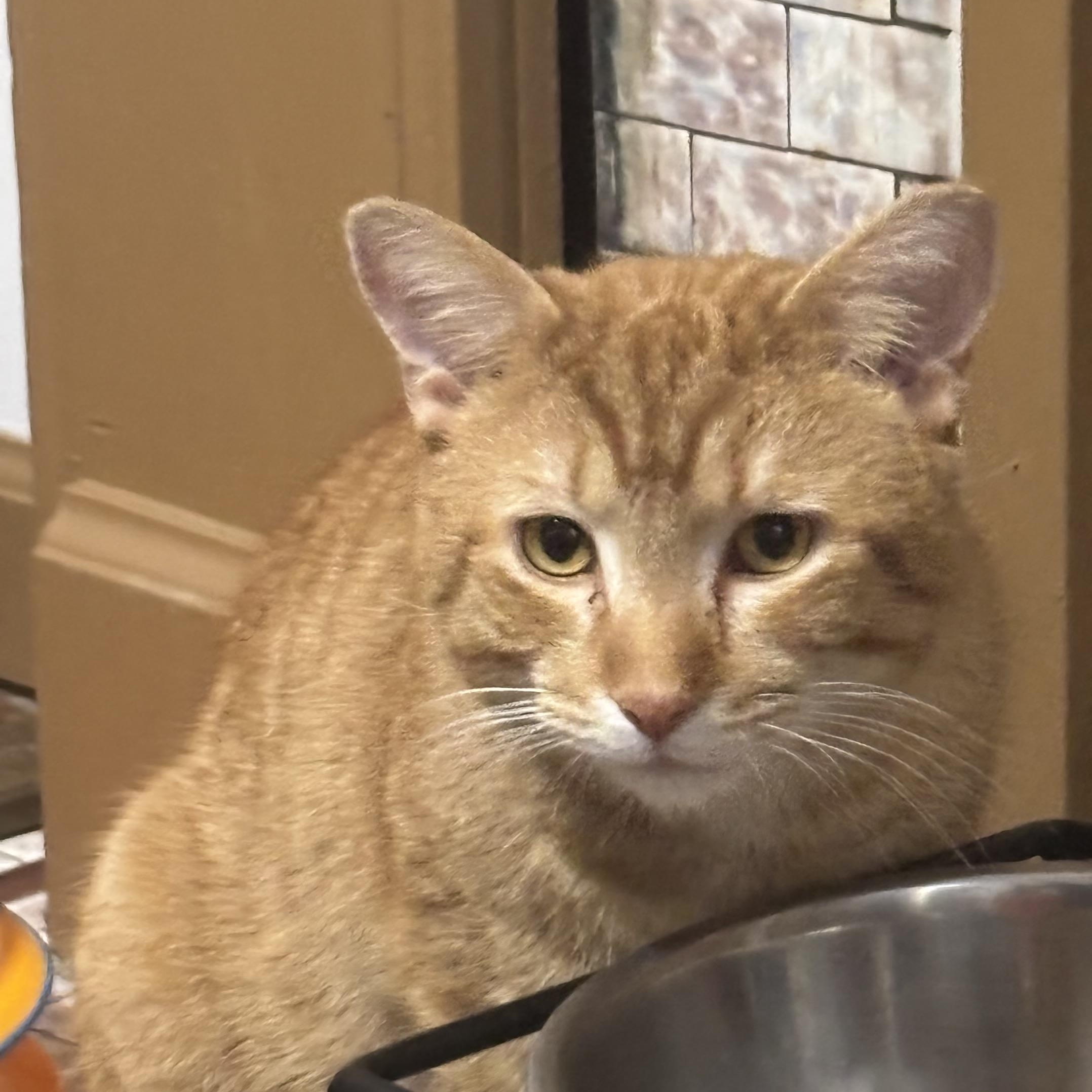 Walter, Adoptable, Adult Male Domestic Short Hair.