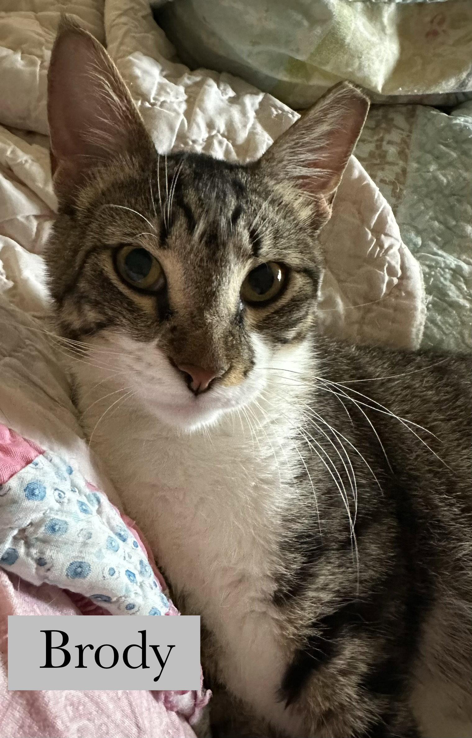 Enlarge Brody, a Adoptable Domestic Short Hair in Longwood, FL image 1/3