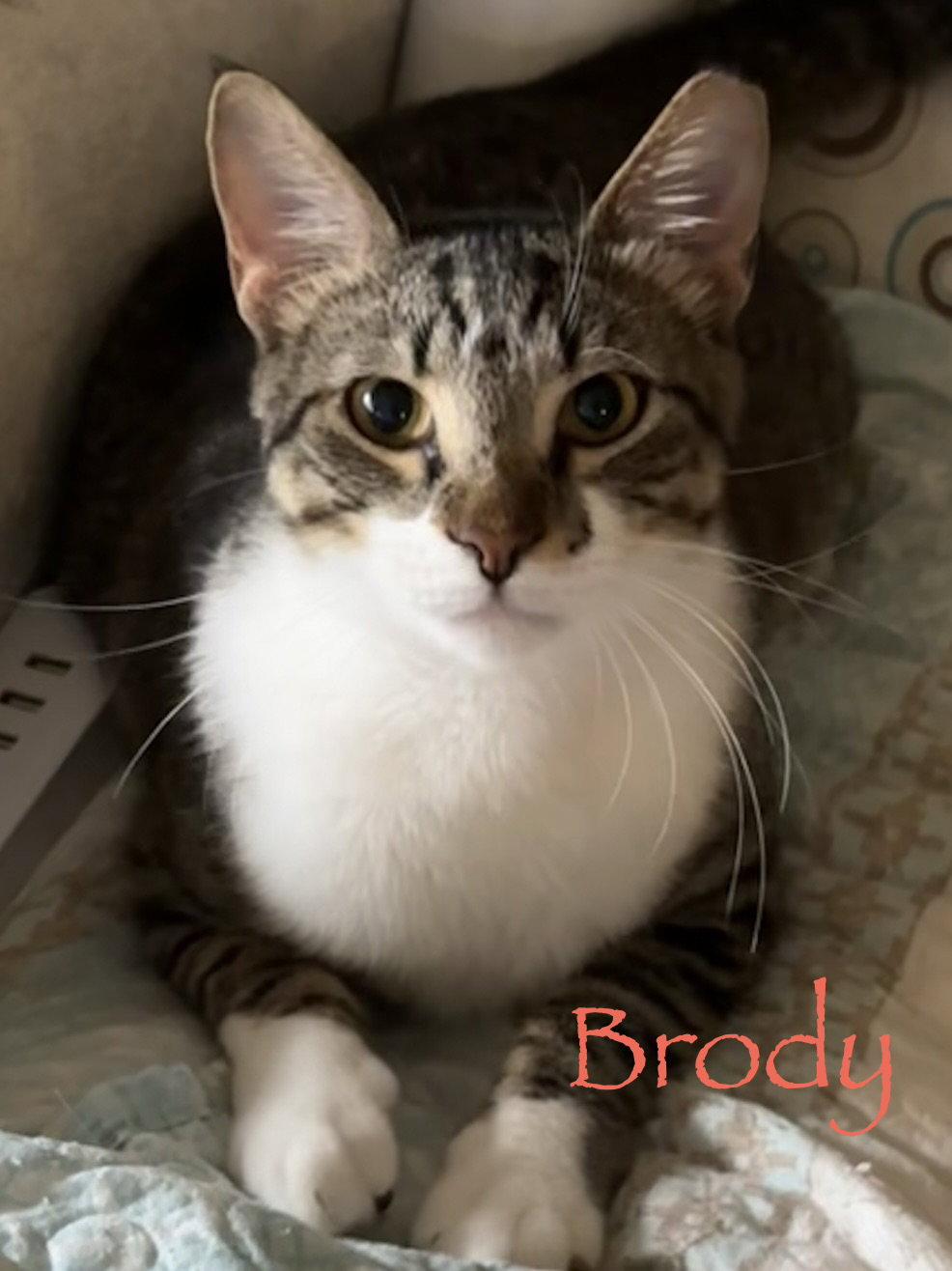 Enlarge Brody, a Adoptable Domestic Short Hair in Longwood, FL image 2/3