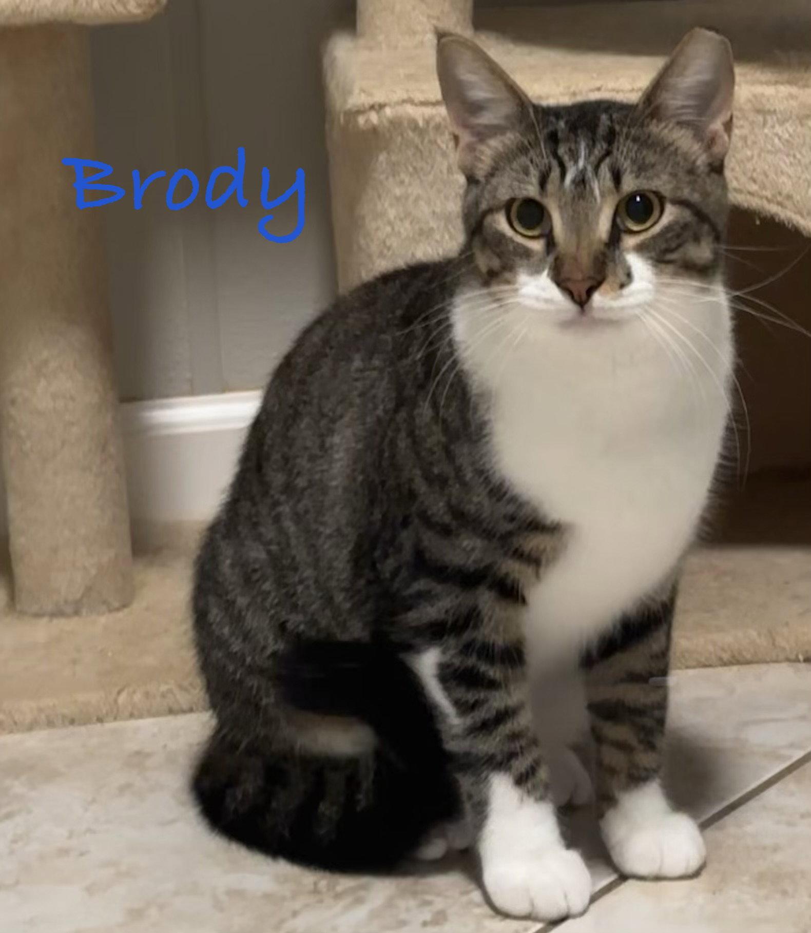 Enlarge Brody, a Adoptable Domestic Short Hair in Longwood, FL image 3/3