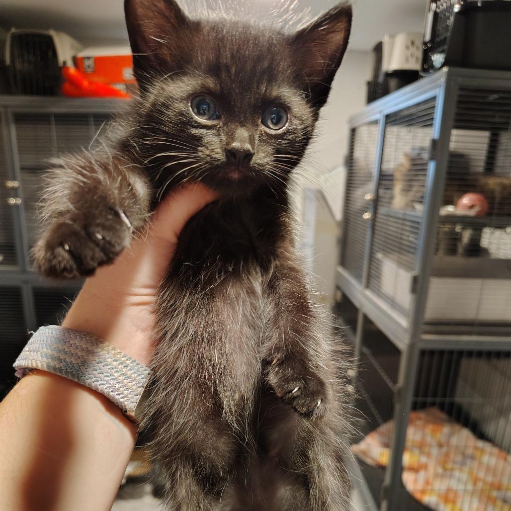 Maestro, Adoptable, Kitten Male Domestic Medium Hair.