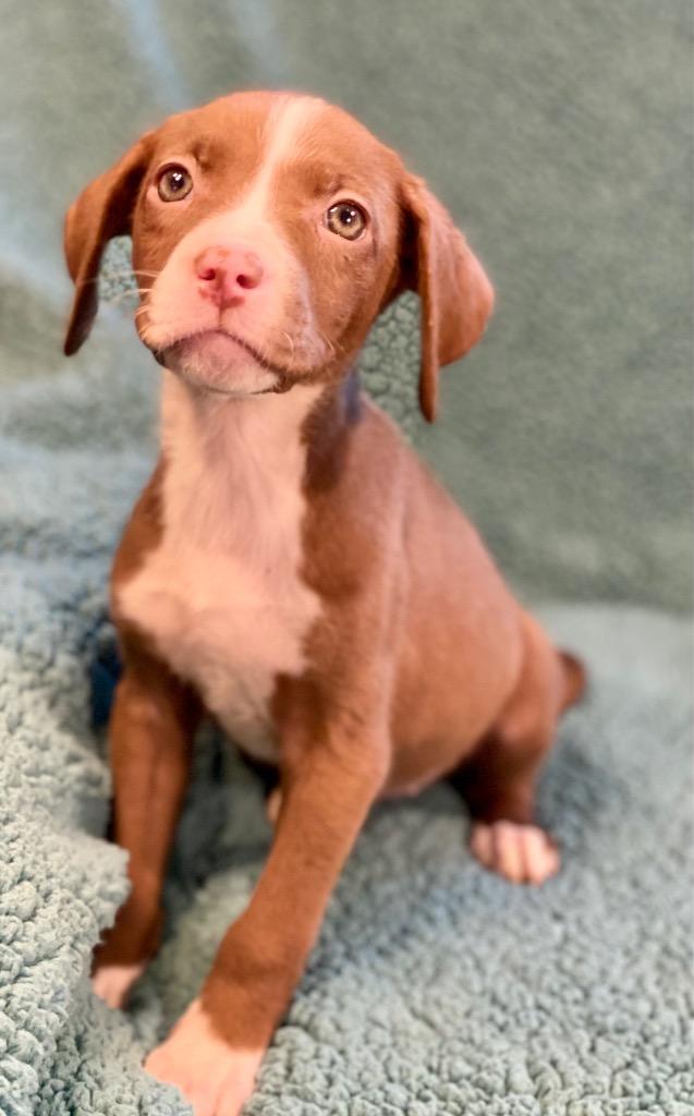 Olivia, a Adoptable mixed breed in Urbandale, IA image 1/4