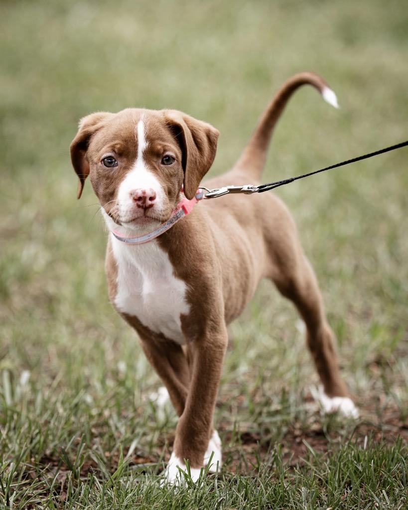 Olivia, a Adoptable mixed breed in Urbandale, IA image 2/4