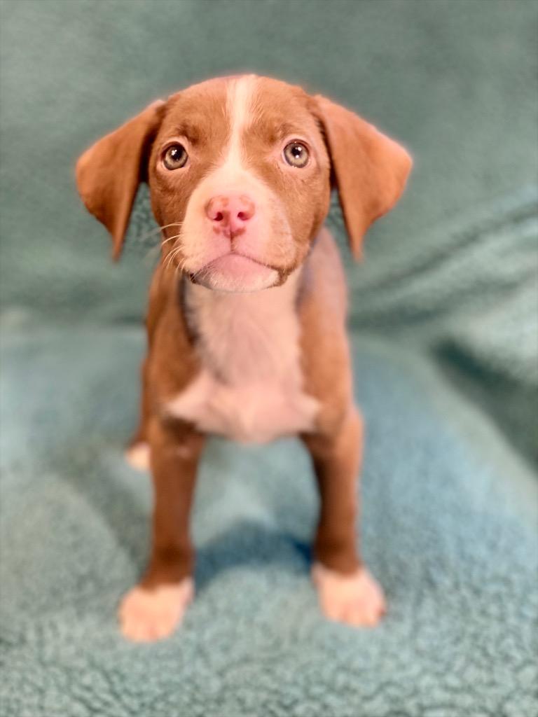 Olivia, a Adoptable mixed breed in Urbandale, IA image 3/4