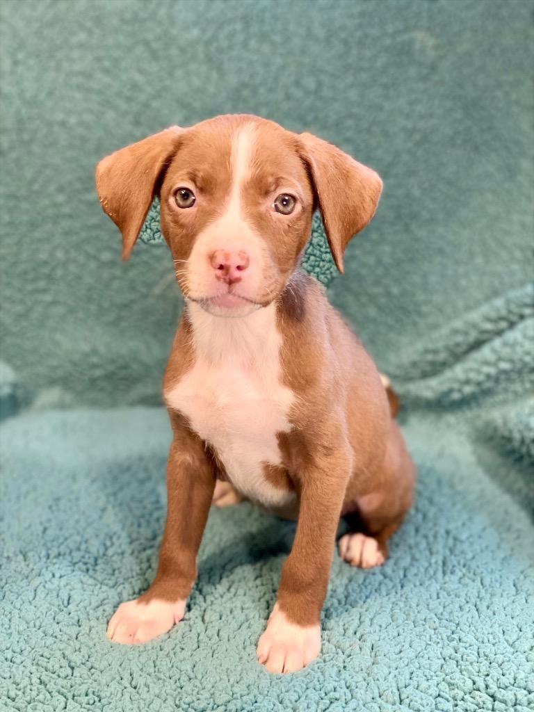 Olivia, a Adoptable mixed breed in Urbandale, IA image 4/4
