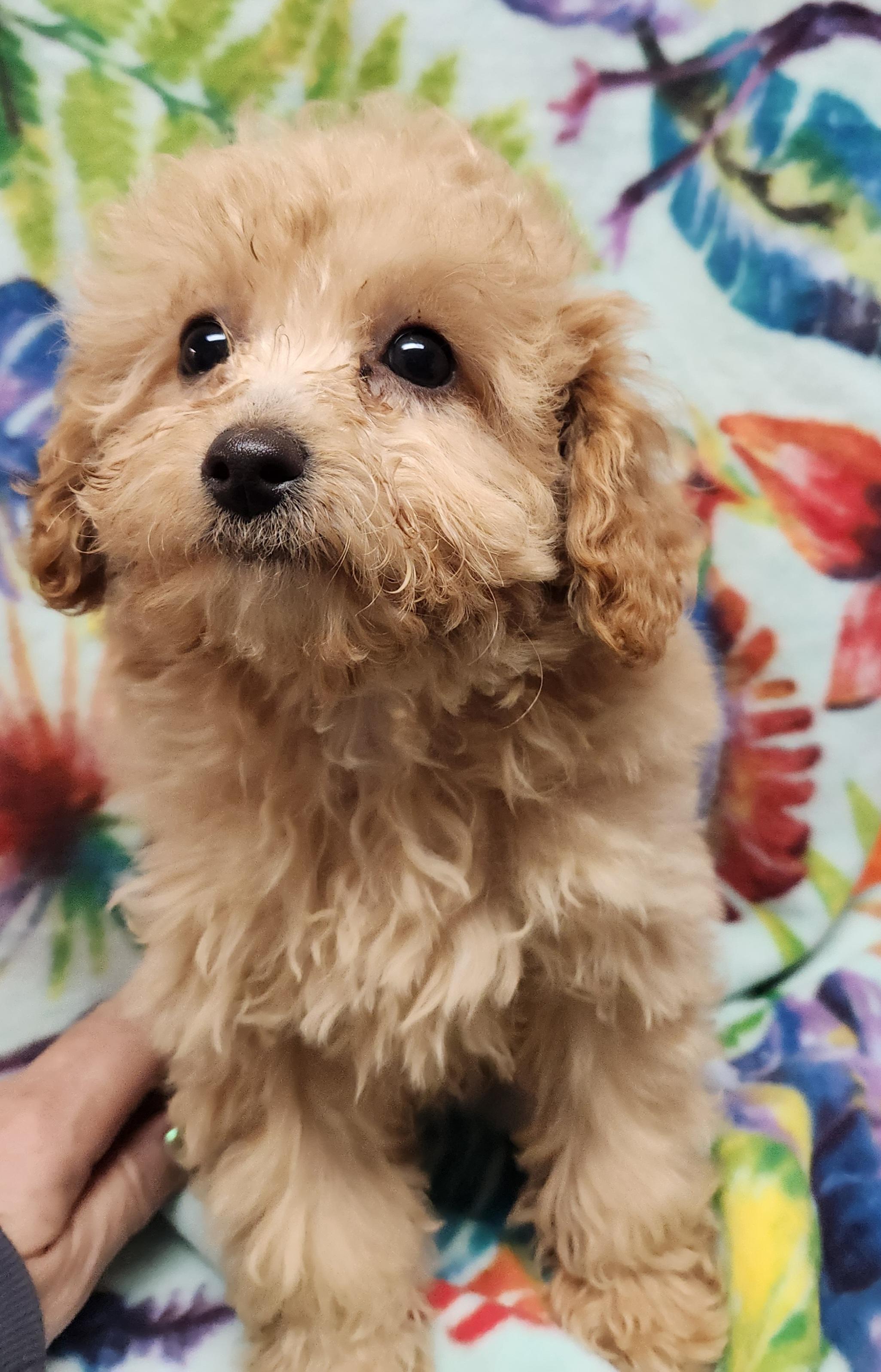 Callie( miniature poodle), ADOPTABLE, Puppy Female Poodle.