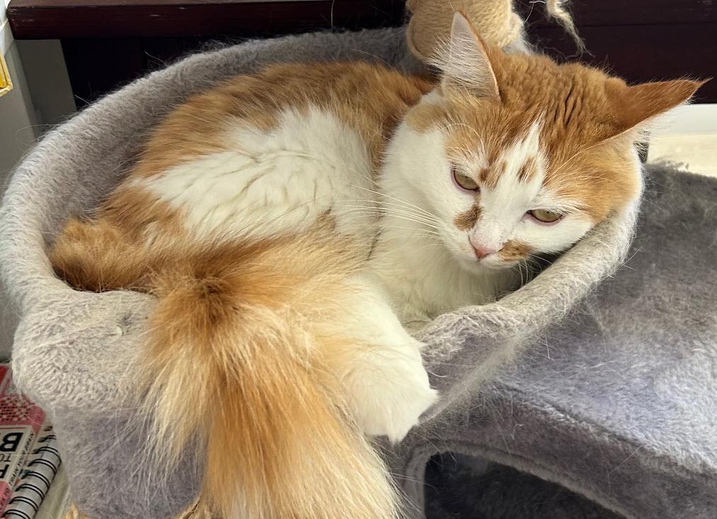 Enlarge Yang-Pa (URGENT), a Adopted Domestic Medium Hair in Tustin, CA image 3/4