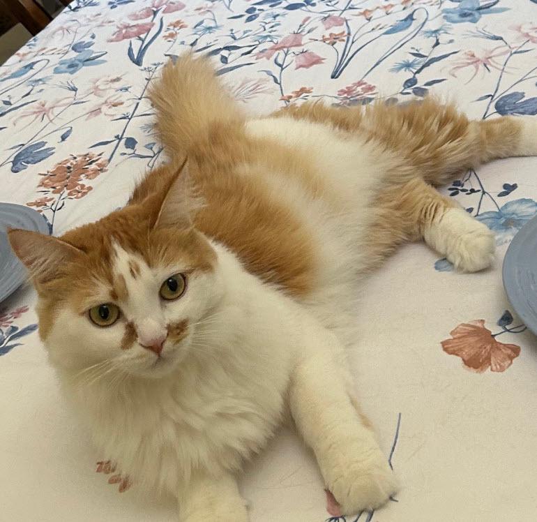 Yang-Pa (URGENT), Adopted, Young Female Domestic Medium Hair.