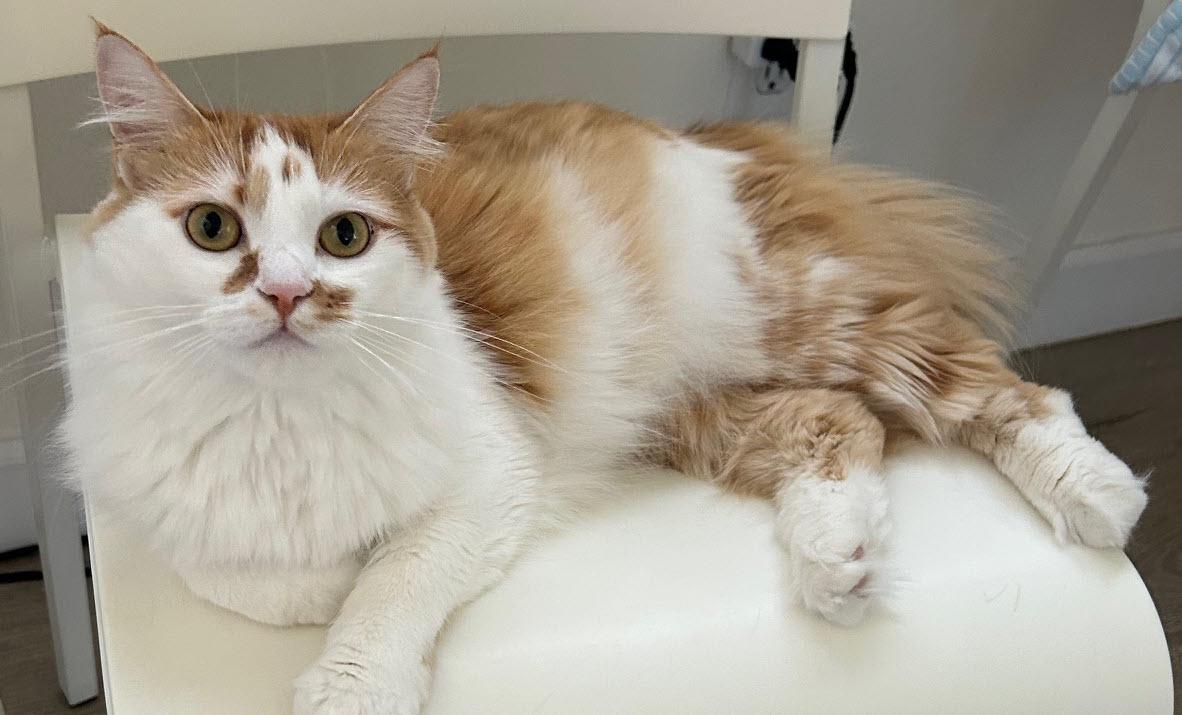 Enlarge Yang-Pa (URGENT), a Adopted Domestic Medium Hair in Tustin, CA image 2/4