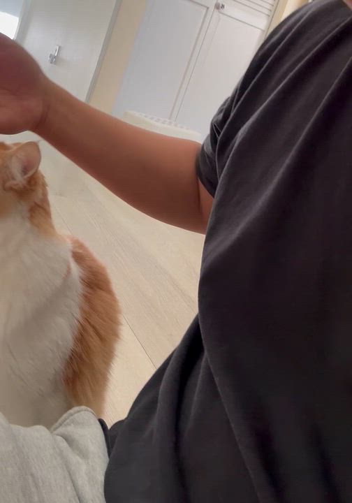 Enlarge Yang-Pa (URGENT), a Adopted Domestic Medium Hair in Tustin, CA video 4/4