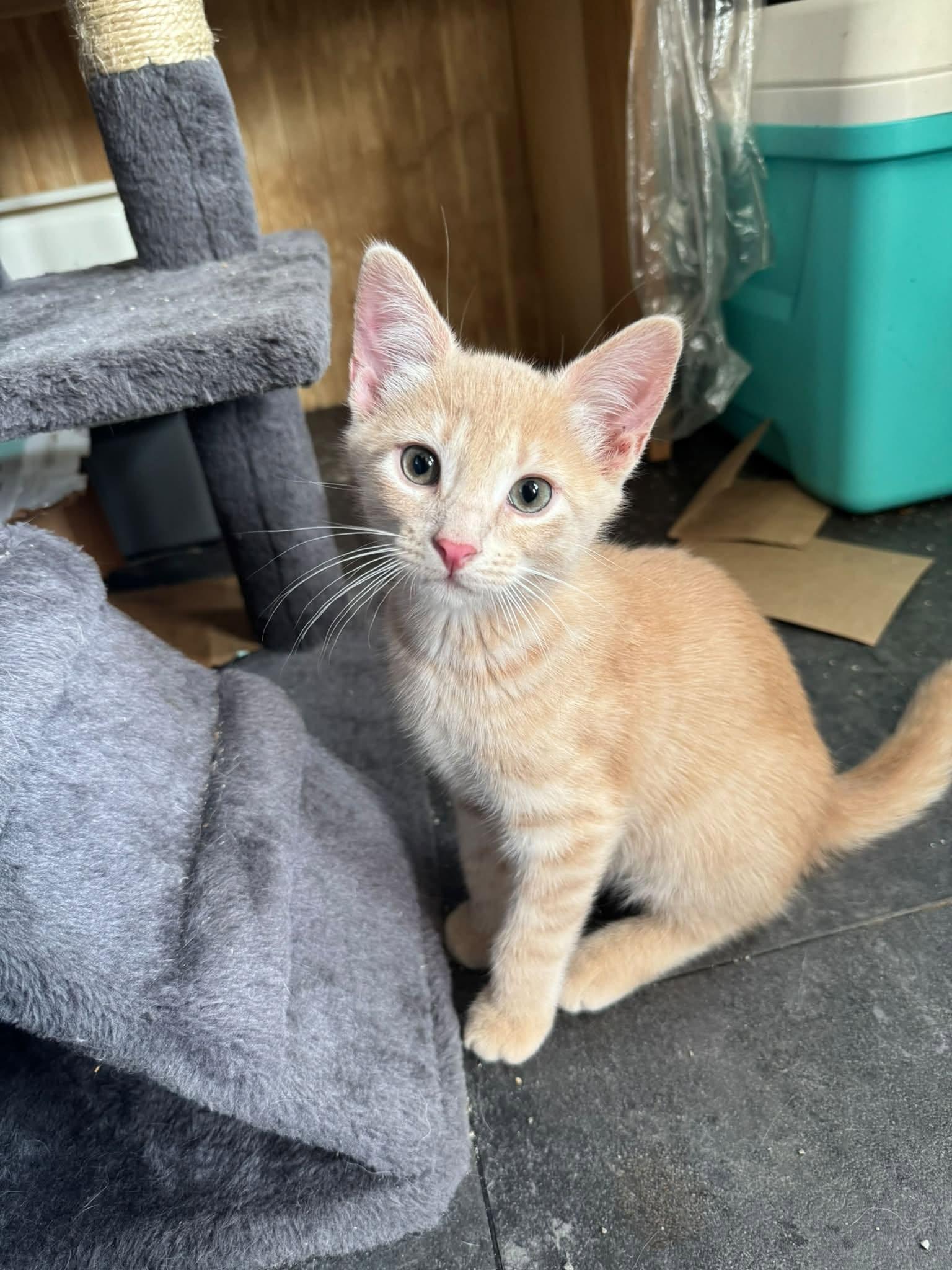 Enlarge Oatmeal, a Adopted Domestic Short Hair in Plymouth , PA image 1/1