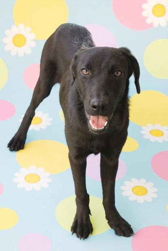 Amber, Adoptable, Puppy Female Shepherd & Black Labrador Retriever.