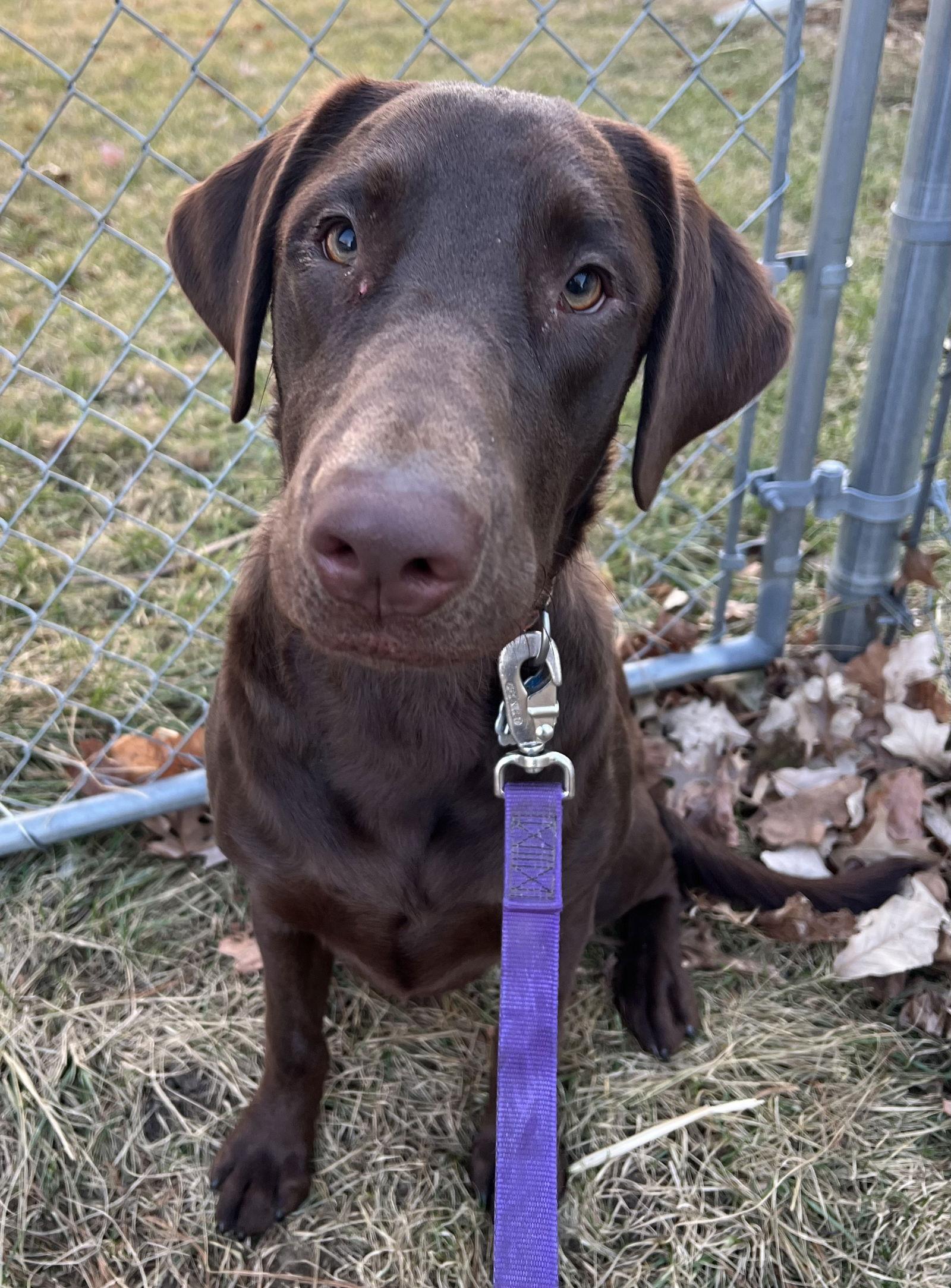 Brownie, Adoptable, Young Male Chocolate Labrador Retriever.