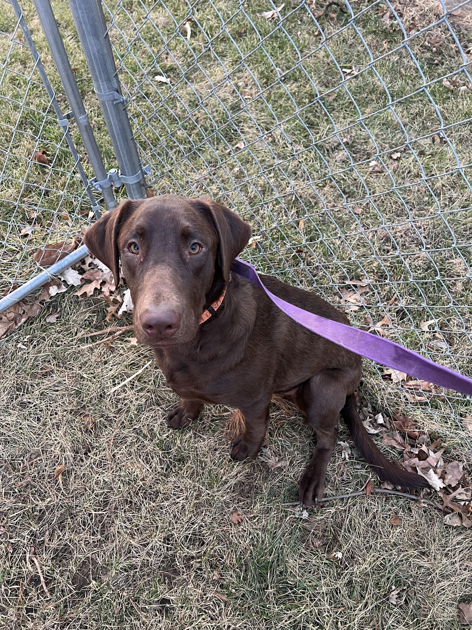 Enlarge Brownie, a Adoptable Chocolate Labrador Retriever in Lincoln, NE image 2/3