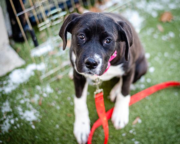 TORVIE, Adoptable, Puppy Female Labrador Retriever & Cane Corso.