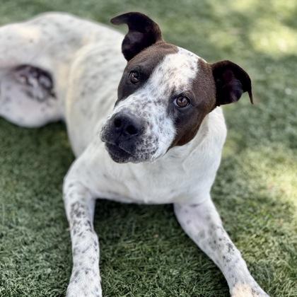 Zeke, an adoptable mixed breed in Red Bluff, CA image 3/3