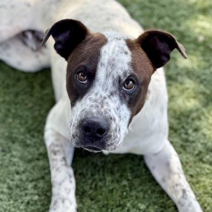 Zeke, an adoptable mixed breed in Red Bluff, CA image 2/3