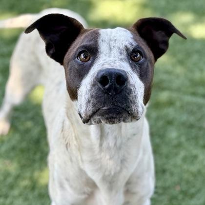 Zeke, adoptable, Young Male Pit Bull Terrier.