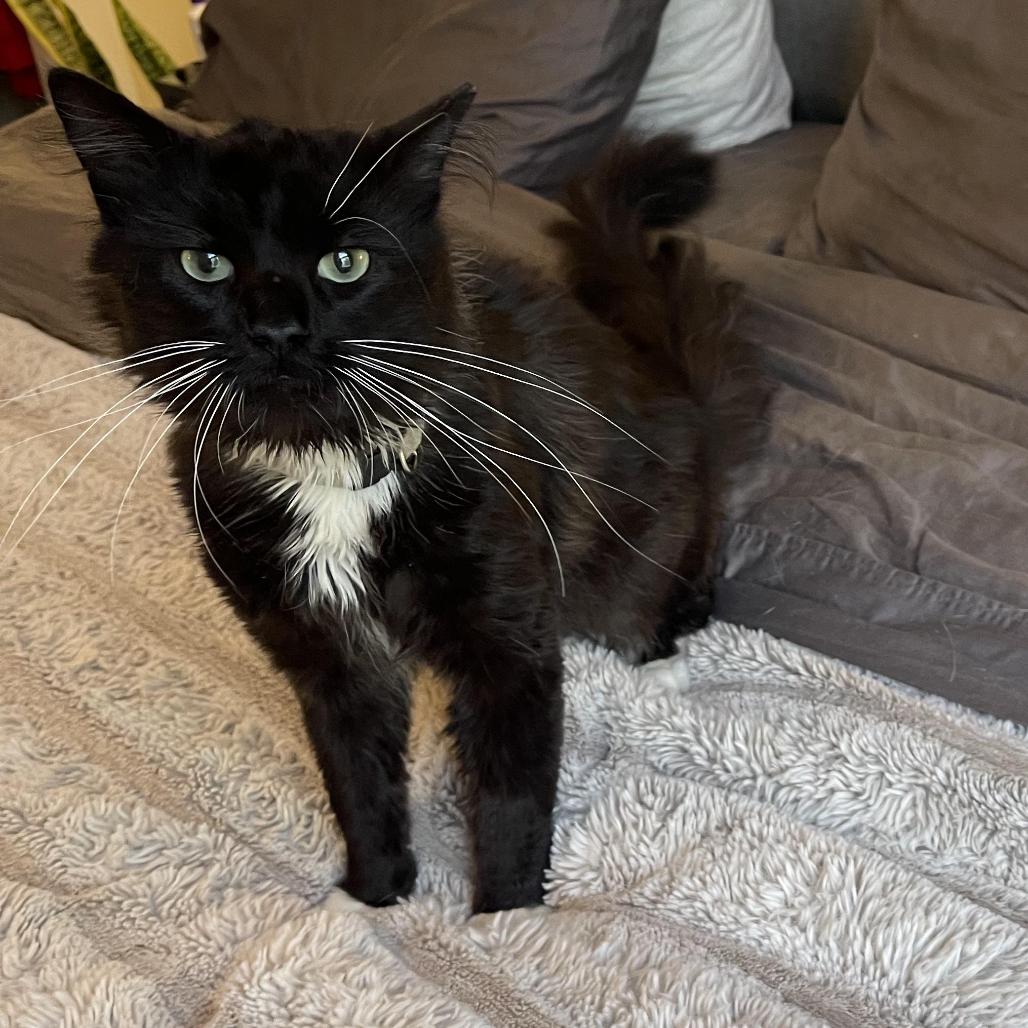 Tiberius, an adopted Domestic Medium Hair in Scranton, PA image 5/6