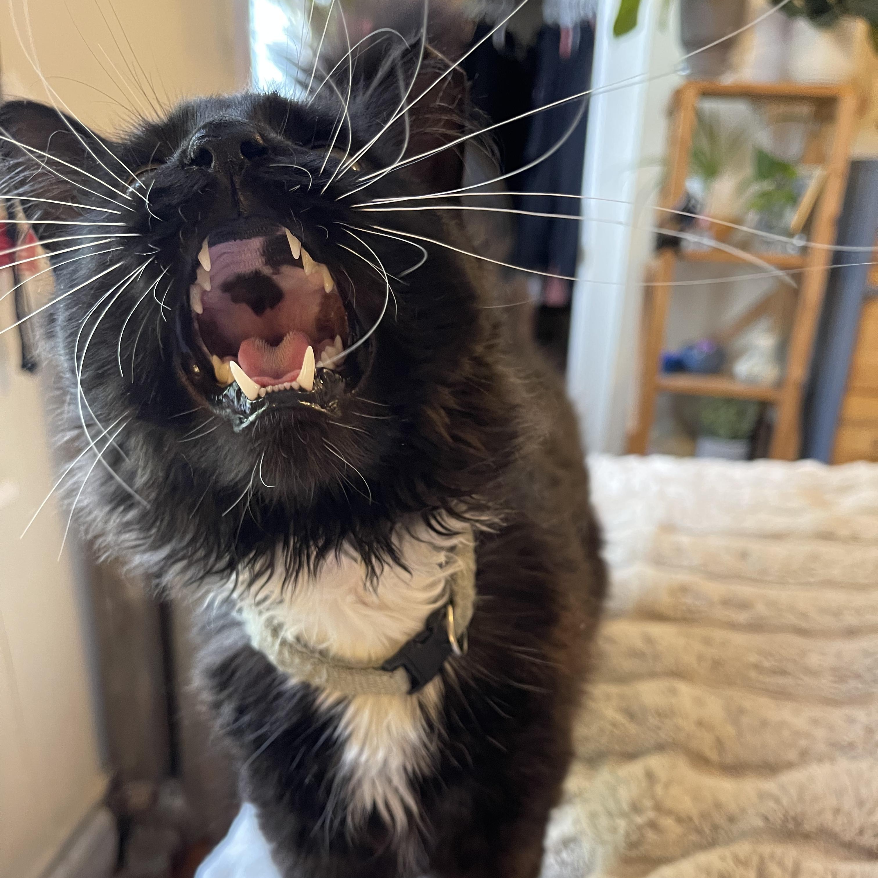 Tiberius, an adopted Domestic Medium Hair in Scranton, PA image 1/6