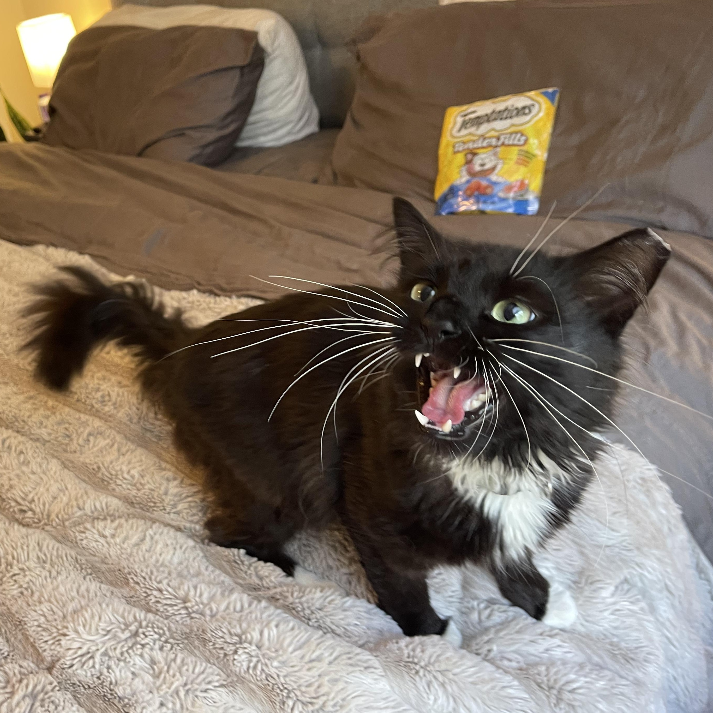 Tiberius, an adopted Domestic Medium Hair in Scranton, PA image 3/6